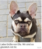 frenchbulldogge-80